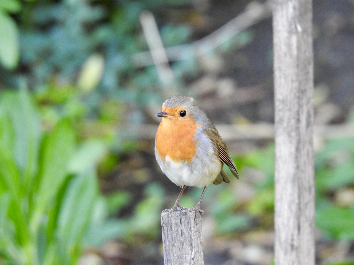 Stevewal63's tweet image. Hello Robin my old friend… #VitaminN