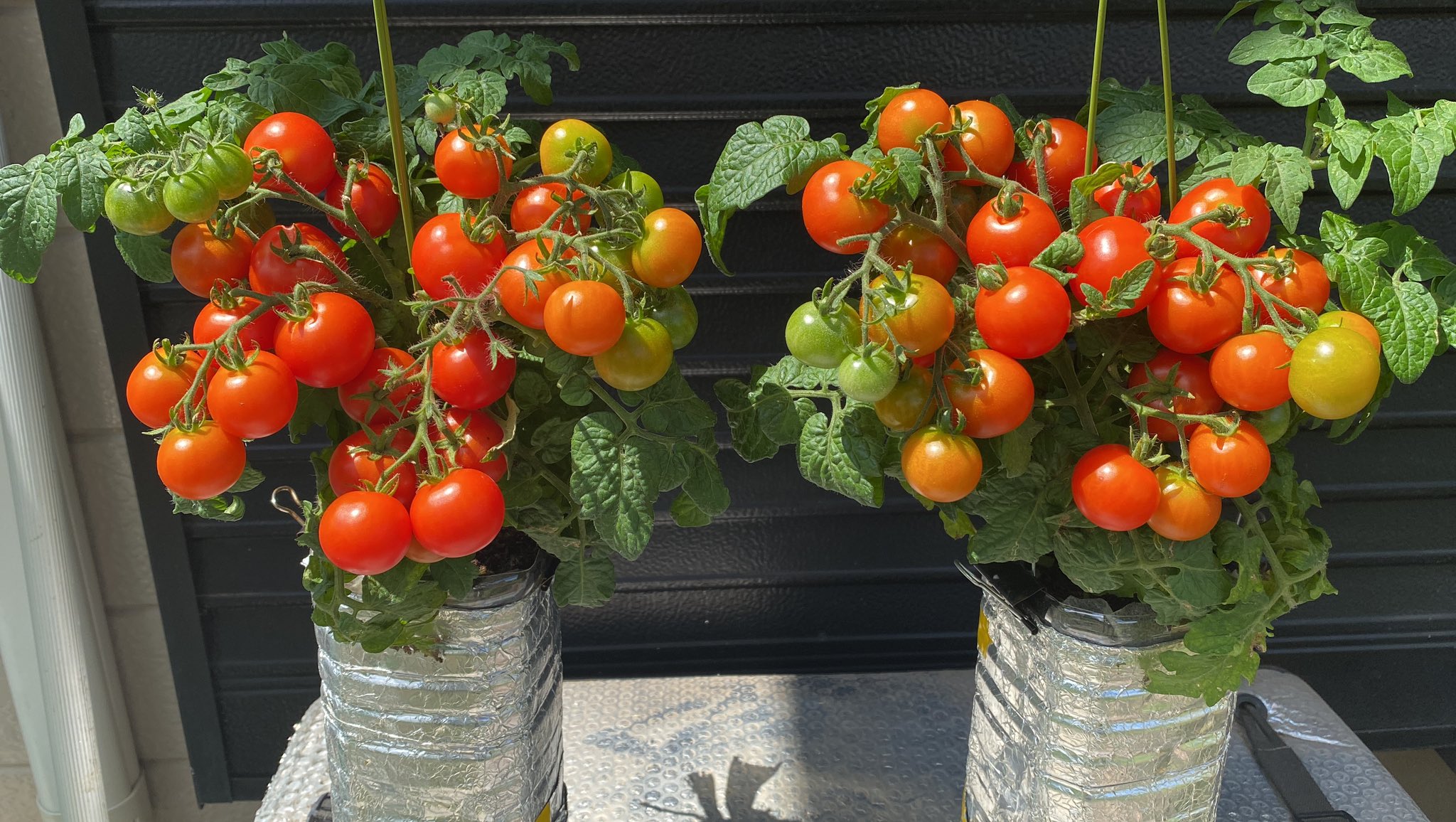 SUPERBUD REBORN 【公式通販】