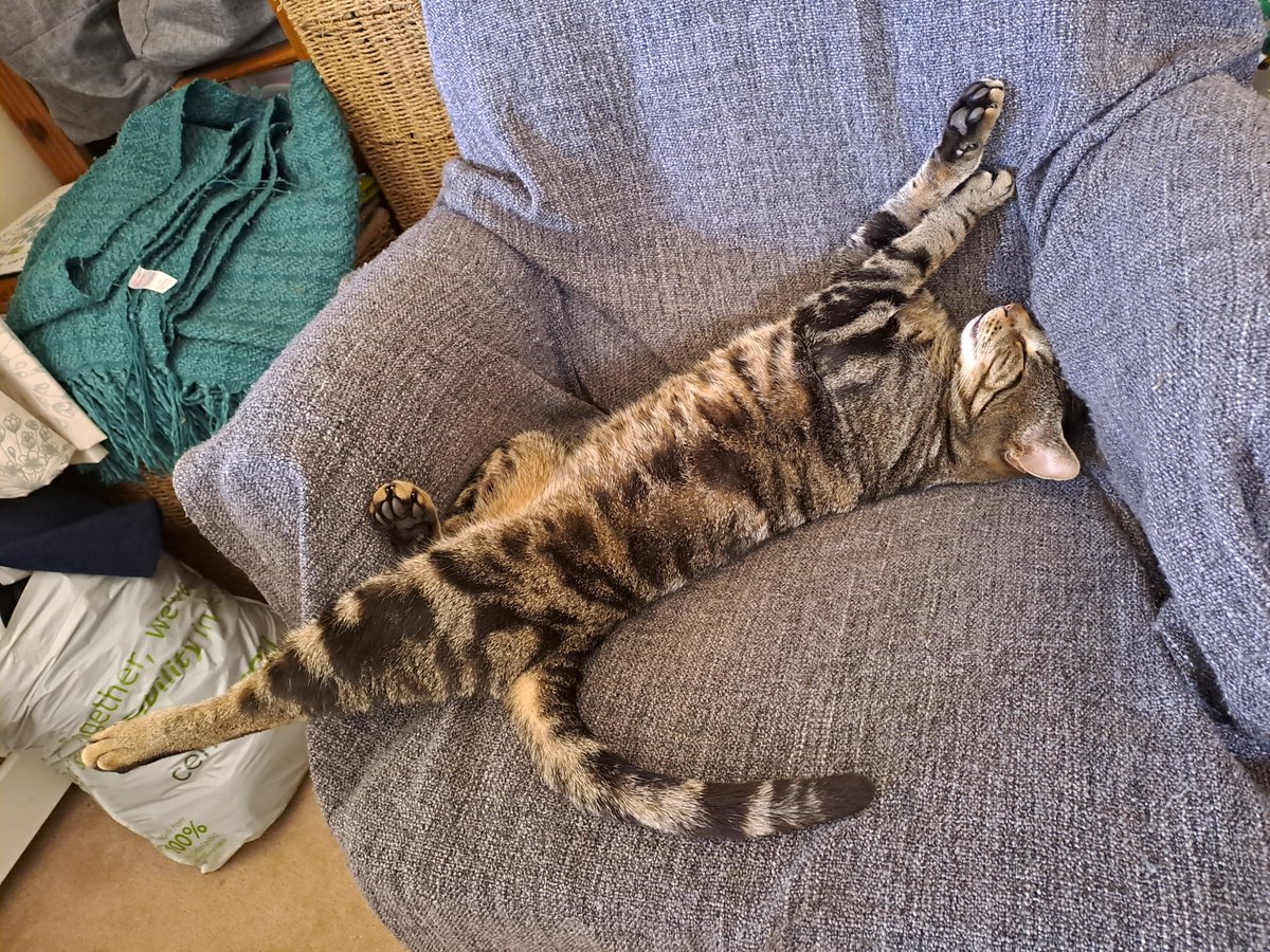 It's elongated cat Saturday #Caturday