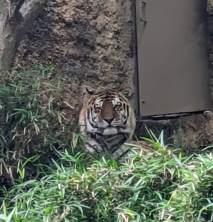 久々の動物園👏
ずっと見てたら虎と目が合いました🐯
動かないから、お写真頂きました。
ありがとうございます。

 #動物園  #虎
