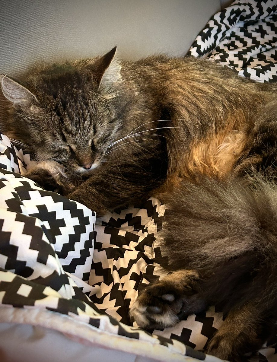 NadiaVanDessel's tweet image. Caturday.😻#bobbie #ladycat #caturday #CatsOfTwitter #catsofX