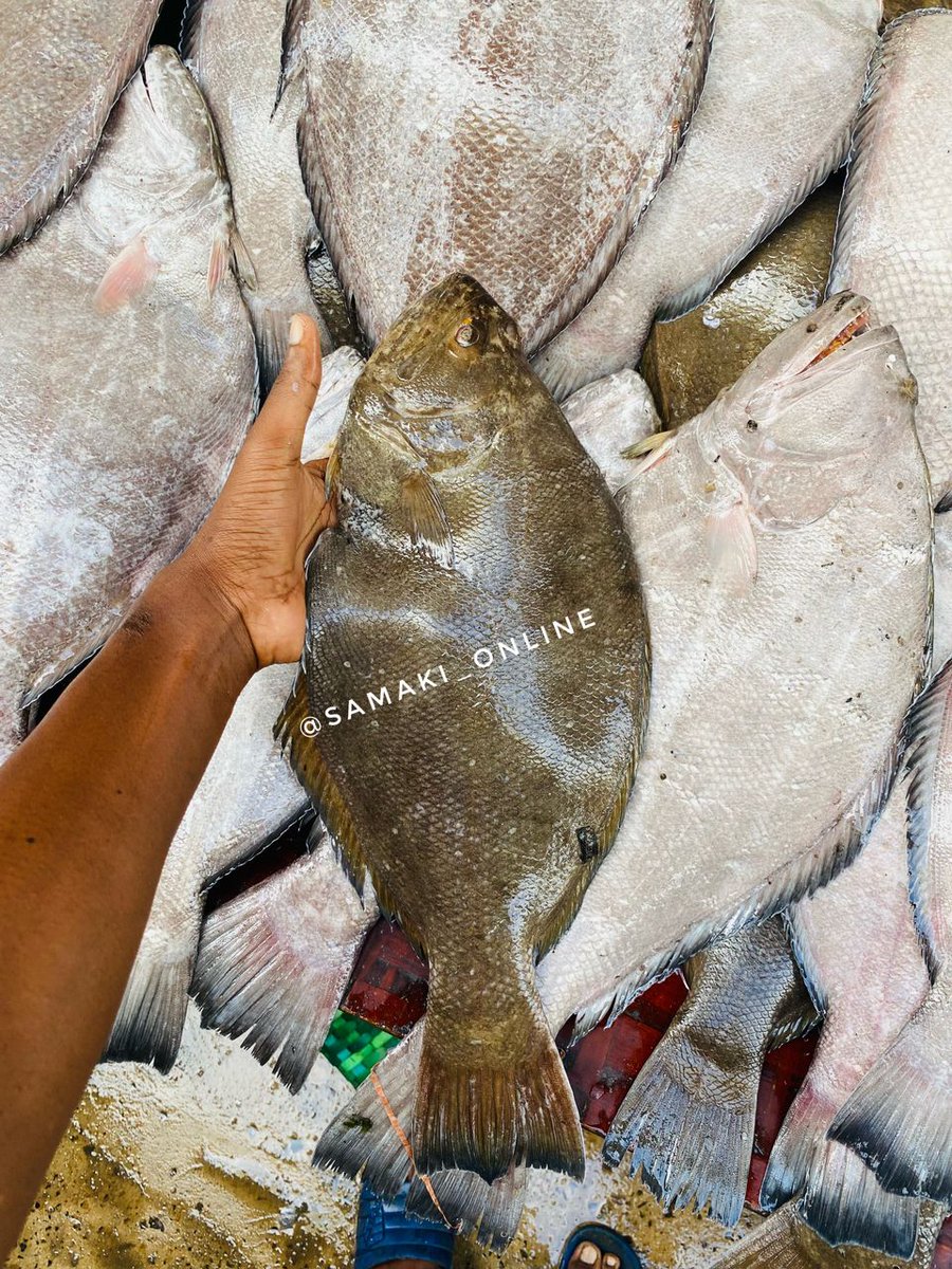 SamakiOnline's tweet photo. Sole fish fresh wanapatikana SASA!.
Moja ya samaki bora hukuwaji kujaribu,Bei Tsh 16,000 kwa Kila kilo.
Jaribu Sasa.
#seafood #samakionline #solefish https://t.co/2GR5v8wPe9