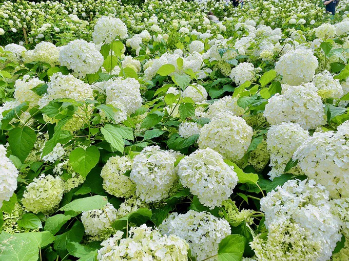 私のアクスタの持ち方が下手すぎて全てにおいて"ひょっこり感"が強い晏沈
