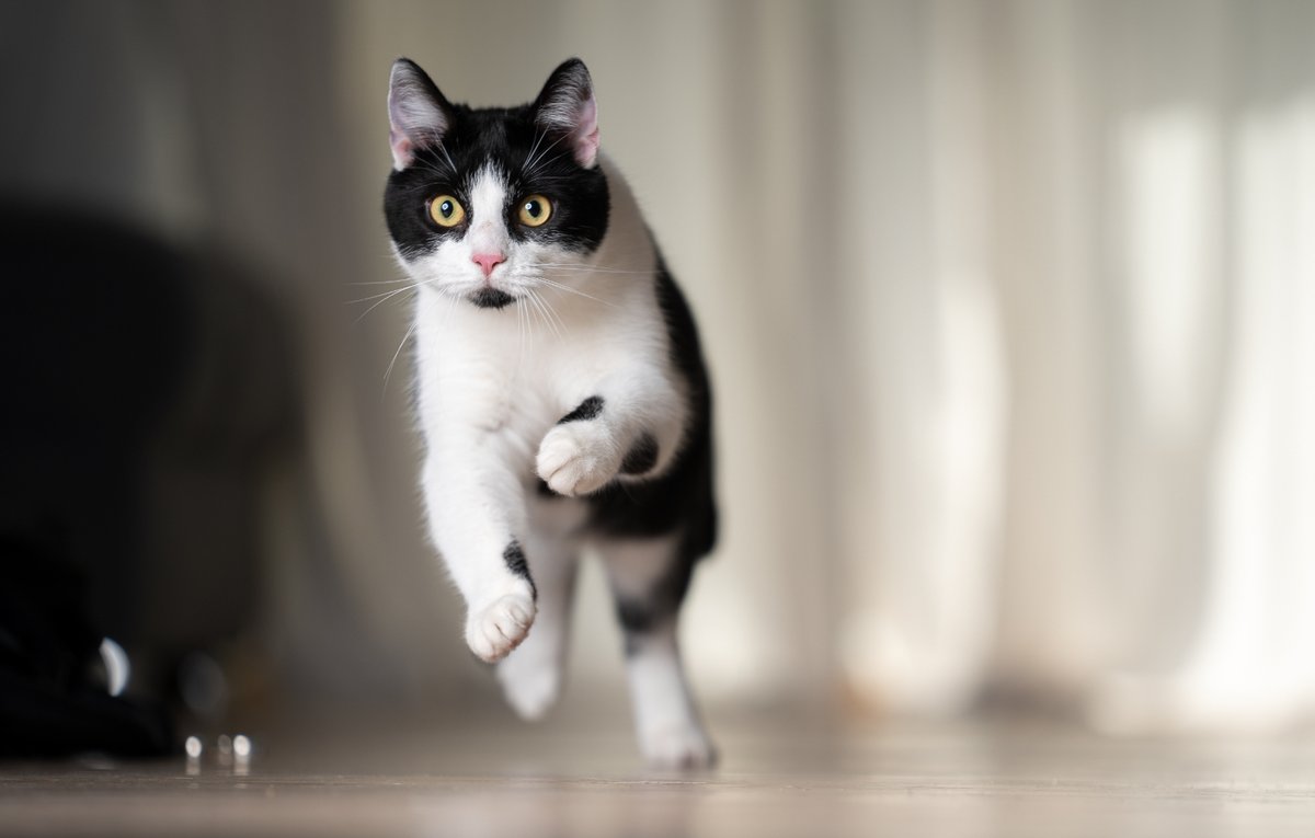 Raise your hand if you've ever been personally victimised by your cat's 3AM antics. 🙋‍♀️😾

Perfect time for a sprint, no?