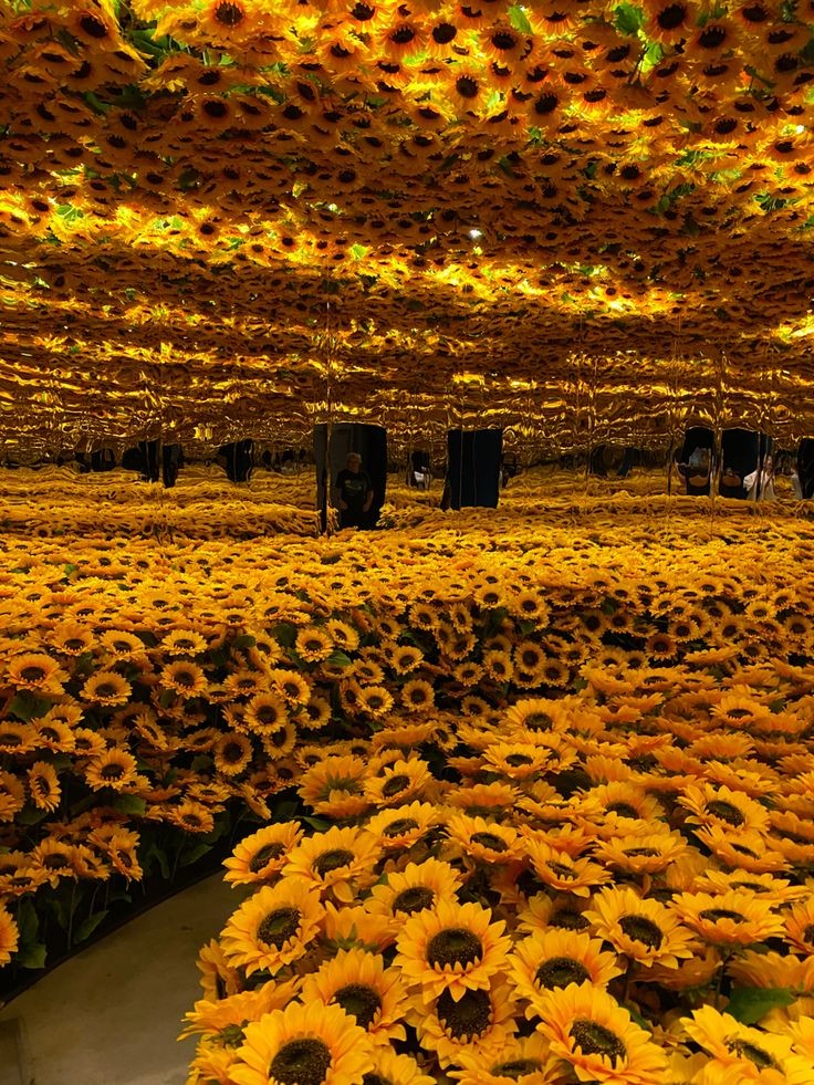sunflowersig tweet picture