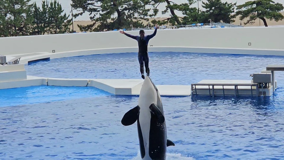 monaka_chococo's tweet photo. 昨日は今年4箇所目の水族館の須磨シーワールドへ🐟
雨だったからカメラ持っていかなかったけど後悔…
今日は1人でのんびり仕事! https://t.co/PuXaSXqGPg