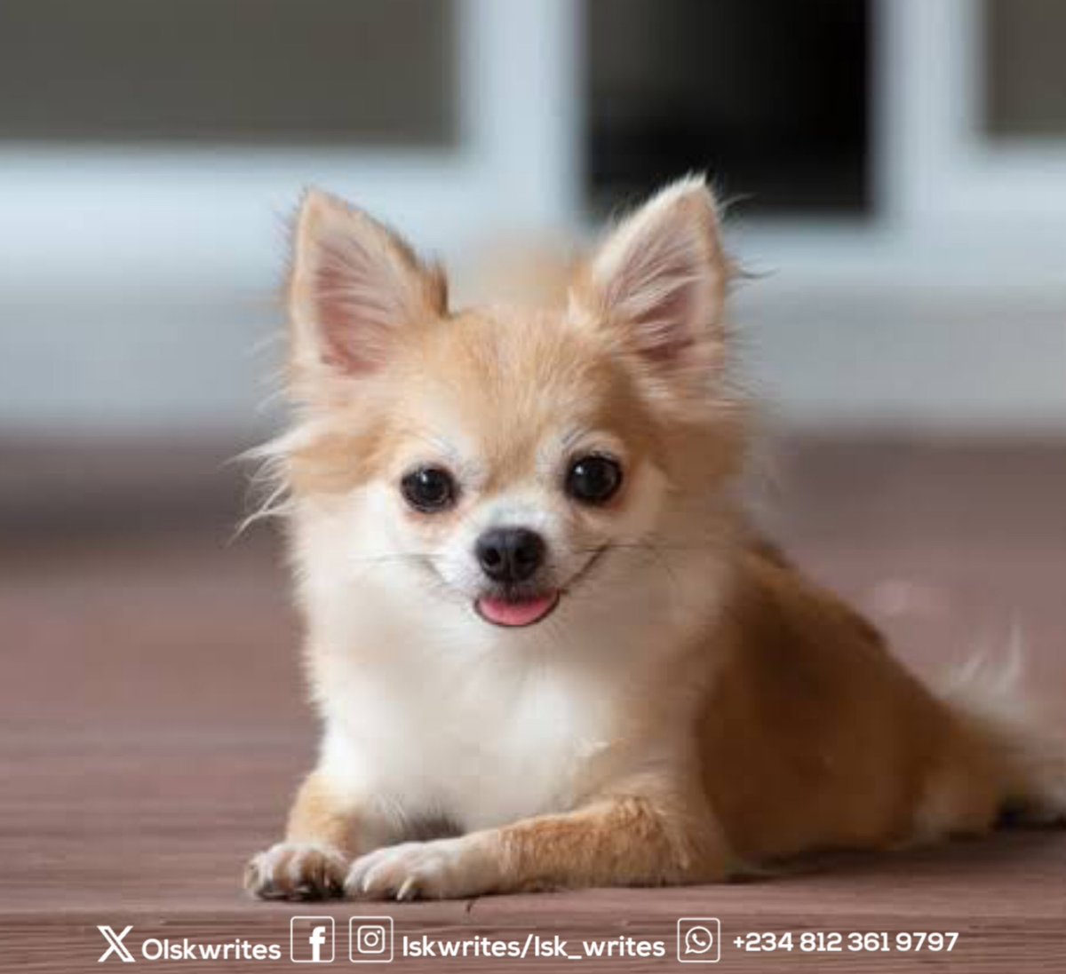 ISKWRITES_1's tweet photo. Happy Weekend Beautiful people
Did you know that Chihuahuas are the World's smallest dog breed
#isk #iskwrites #writing #writingjobs #facts #writersoffacebook #Obicubana https://t.co/vT02YgAhtm