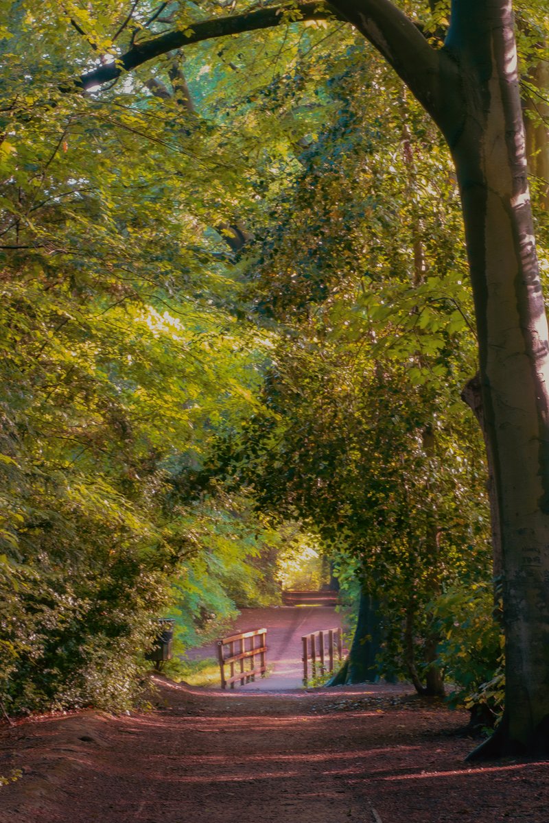 salescycle's tweet photo. Over the bridge. Early morning around Lymm Dam. Enjoy your Saturday. #Saturday #Lymm #lymmdam #cheshire #cheshirelife #manchesterphotography #woodlandphotography #nikonphotography #uknikon #your_trees #naturephotography #uktrees @Stormhour @Thephotohour https://t.co/RRE2vp0MkS