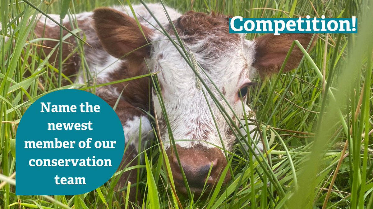🐮Name our new calf!🐮

We're delighted to welcome the newest member of our conservation grazing team, but she needs a name! As she is a pedigree English longhorn her name has to begin with Y - but the rest is up to you!

Submit your name ideas at bit.ly/3XfiYa3