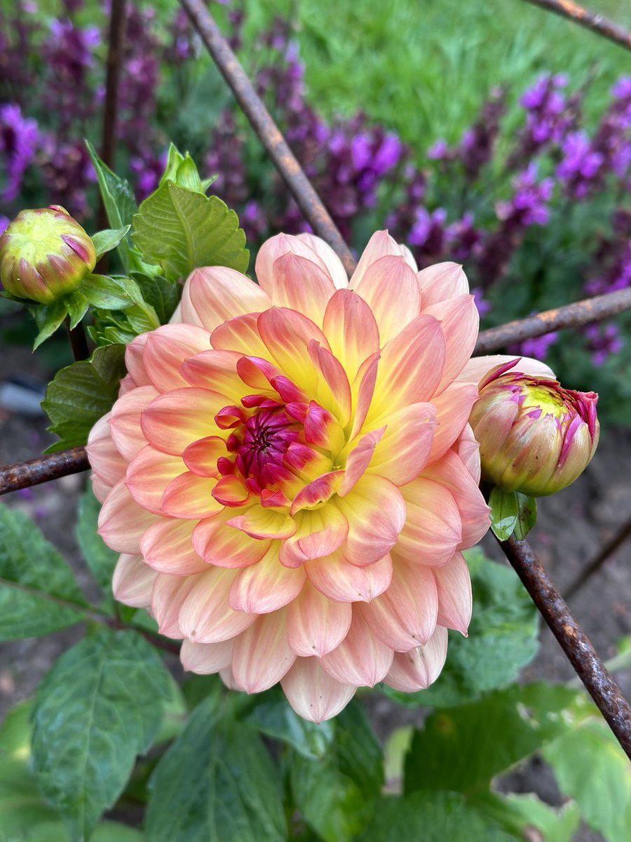Here it is! The first dahlia of the year!

The delightful ‘Erna Panzer’.

Think this could make it into my top 10…what do you think?
