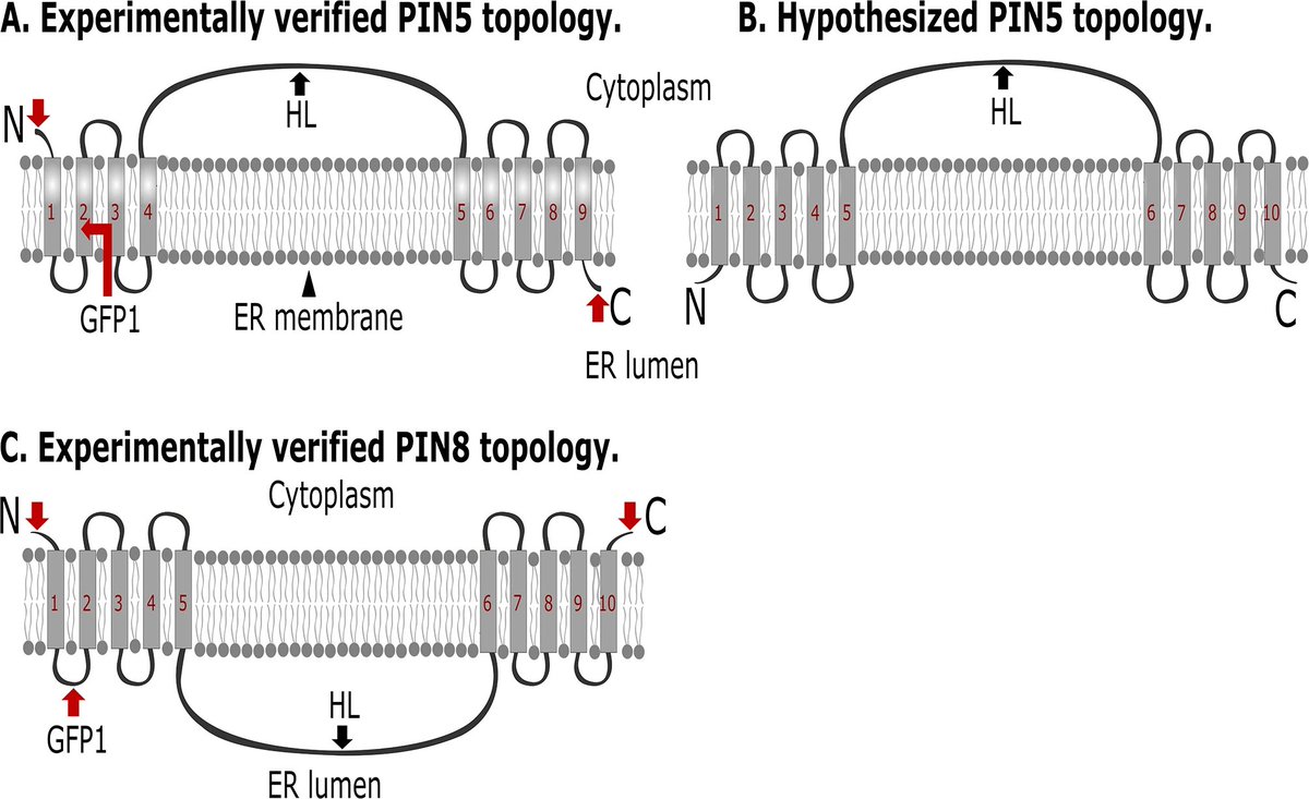 PlantMethods's tweet image. Mapping the membrane orientation of auxin homeostasis regulators PIN5 and PIN8 in Arabidopsis thaliana root cells reveals their divergent topology

Full text:
tinyurl.com/hacv5pp9

#PlantGrowth #EndoplasmicReticulum #CellularTransport #MembraneTopology