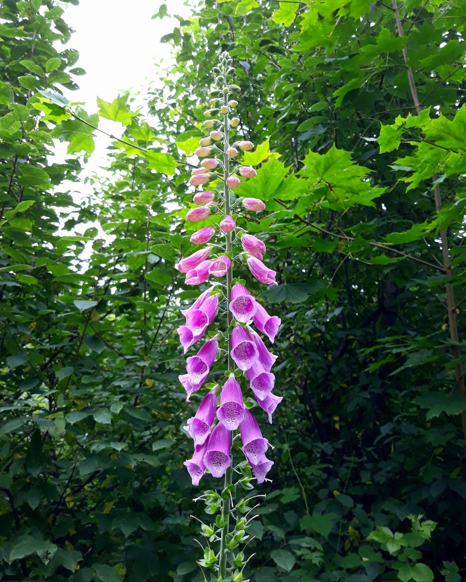 Habt ein schönes Wochenende 🌸
#Flowers #NaturePhotography #nature #flowerphotography