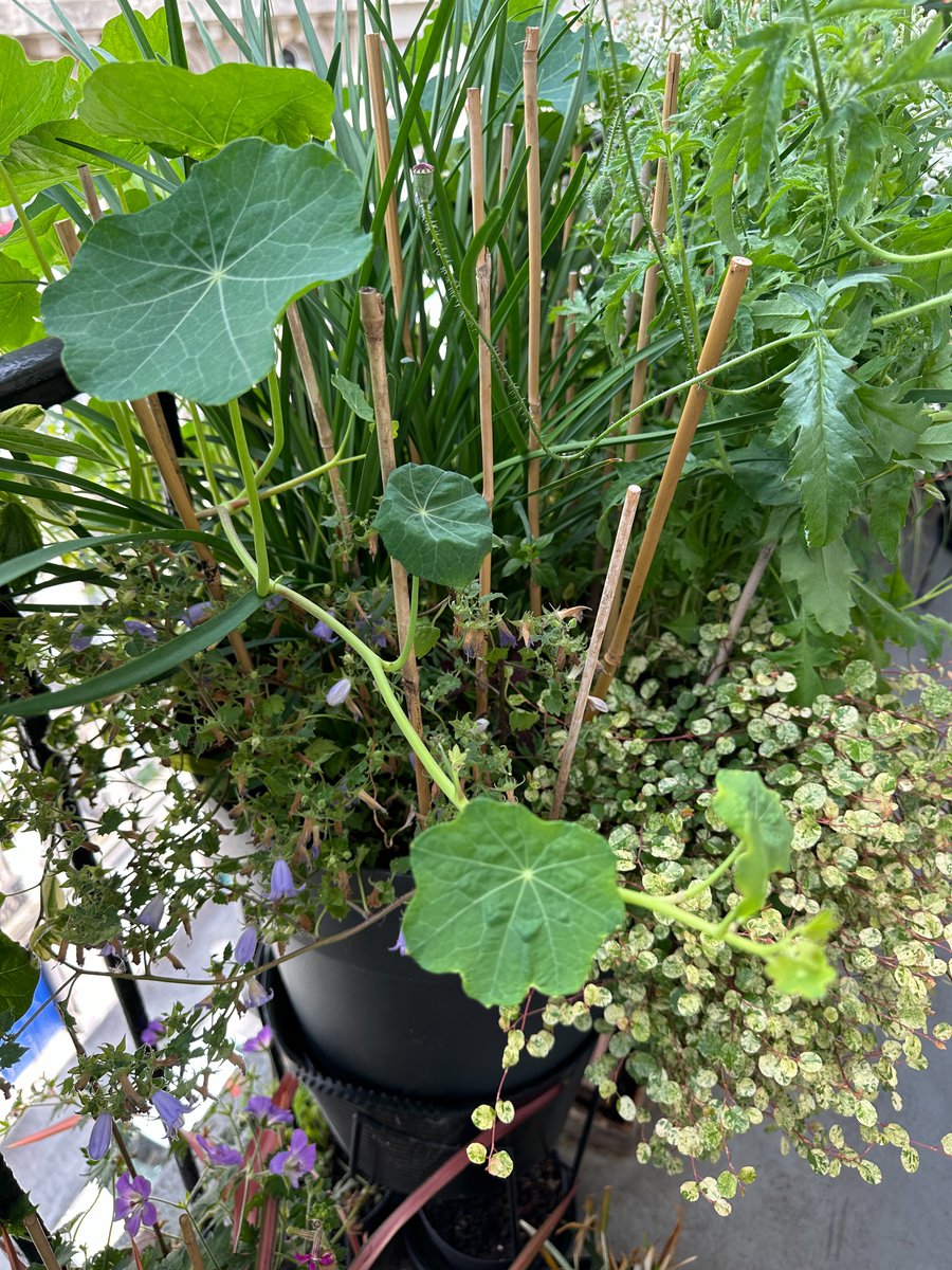 alaindelavie's tweet photo. Oui ma capucine est bien grimpante… #fleurs #plantegrimpante #annuelle #balcon #été #Paris
https://t.co/MOT1Nfv4vX https://t.co/YcWMsKvMq8