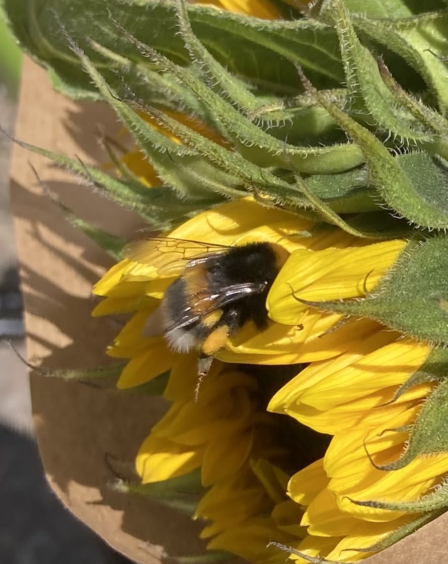 Even een bloemetje gehaald,zet m fiets neer en…. Bezoek!🐝