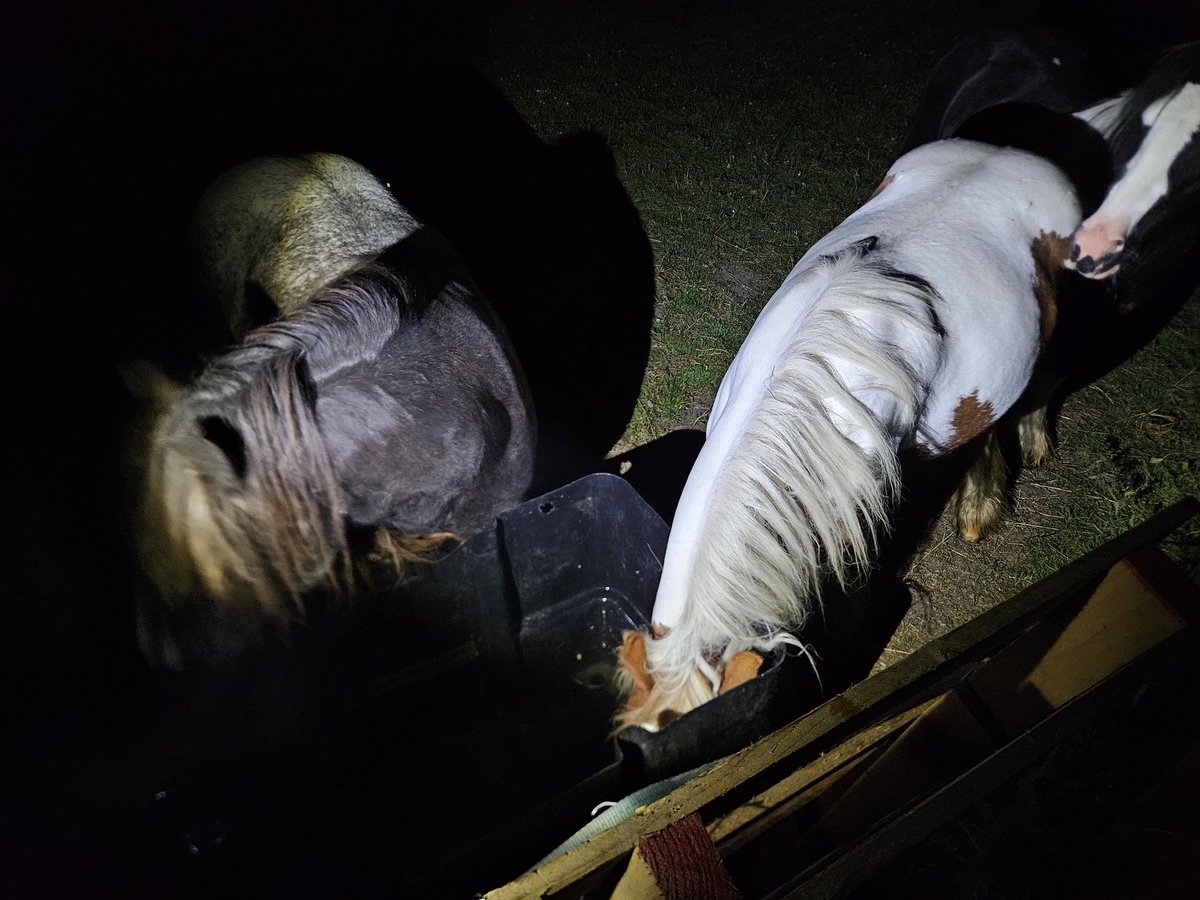 What a shift ... 3 dropped off at lincoln custody from separate incidents mixed in with locating loose horses 🐎  #gainsboroughdshift never a dull day ... back on tonight 🤪 @SgtTempo