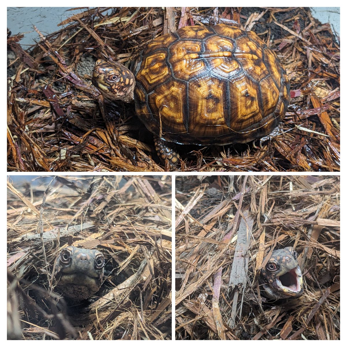 かめぞー☆ちゃんねるで亀翔さんが床材を黒土＋クリプトモスで飼育していると紹介されていて自分もやってみました🙂虫が湧かないらしい😀