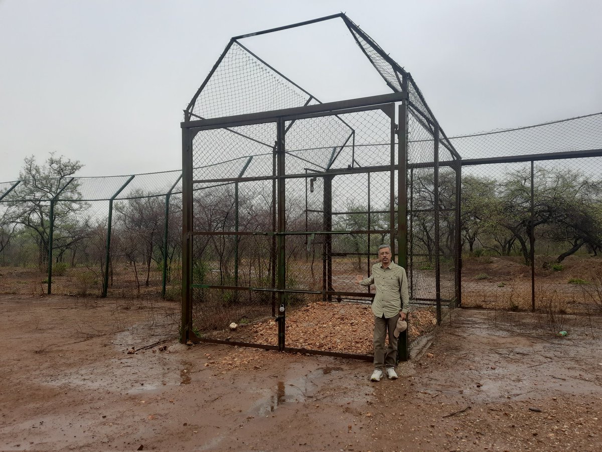 Sariska's sweet sixteen.....16 years back on this day of 28th June 2008 the tiger was reintroduced fr the first time in India....
Celebrated the moment by being in Sariska at the enclosure gate today early morning.
It rained today like that day 16 years back
#Sariska must live