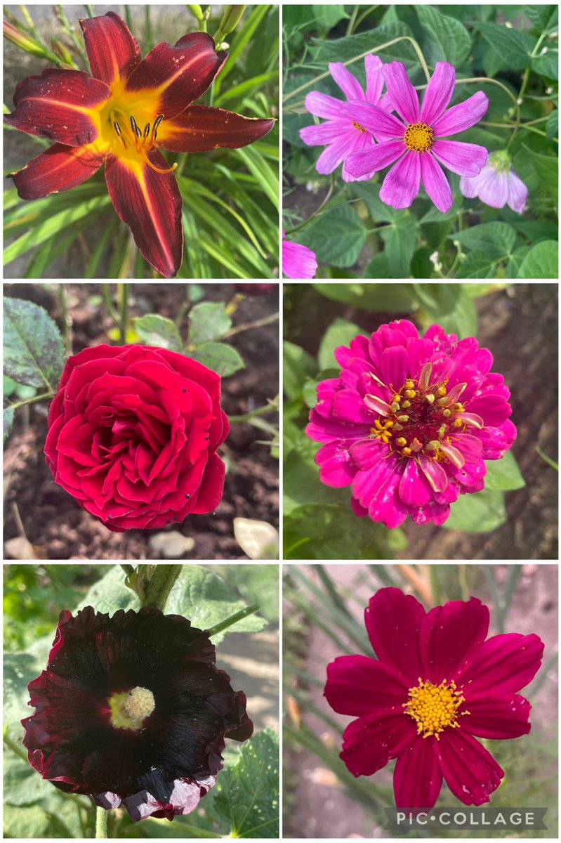 We are off with first zinnia, cosmos and hollyhock 🥰 daylilies and roses still  lovely #SixOnSaturday