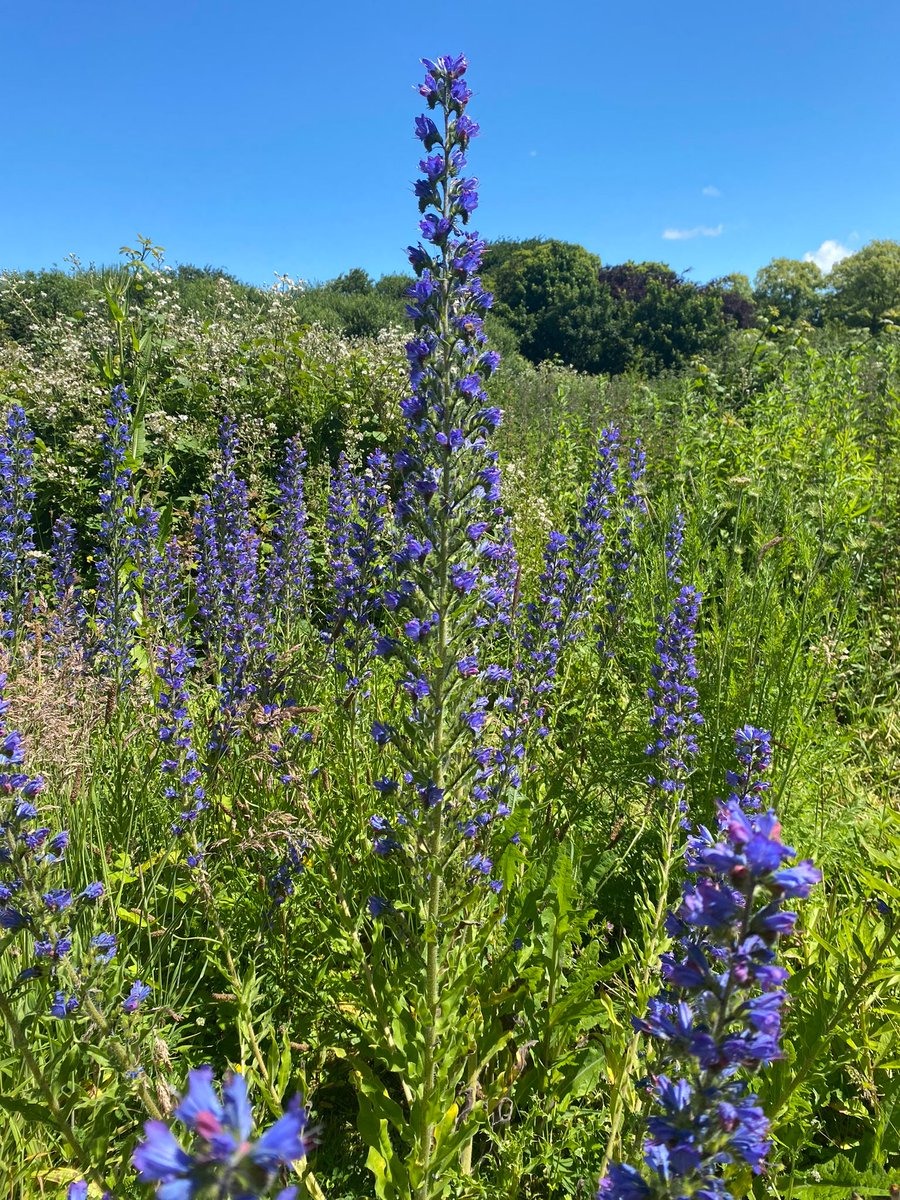 LpoolCityRegion's tweet photo. #BeautifulLCR ☀| 🌼 Our city region looks even prettier in the Summer!

📍The Nature Reserve, Calderstones Park, Liverpool
📸 Leah Ellis https://t.co/IDggadvBMp