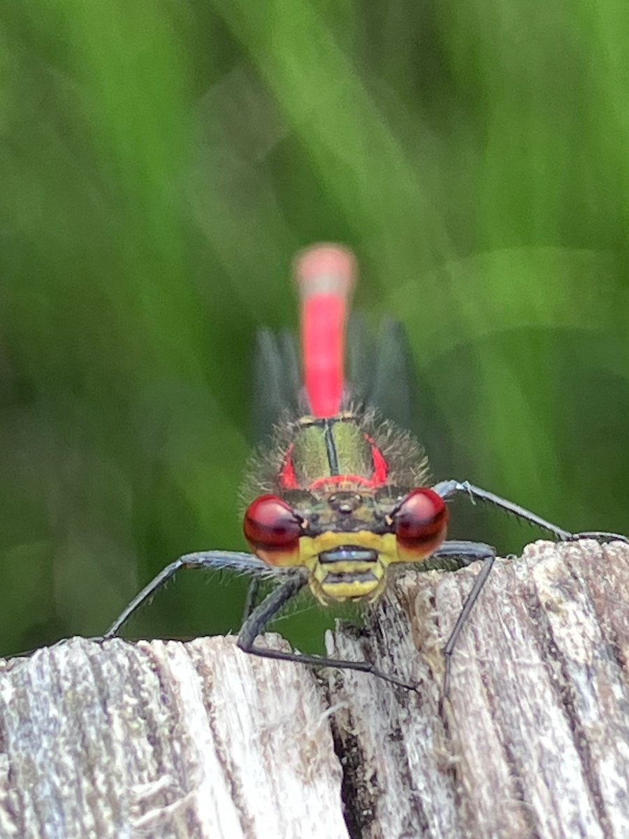 RSUTTON1975's tweet photo. Successful Scottish trip recently with 3 targets found- Azure Hawker, Northern Emerald and Northern Damselfly a few other commoner Odonata also seen. https://t.co/dFkLSOecKA