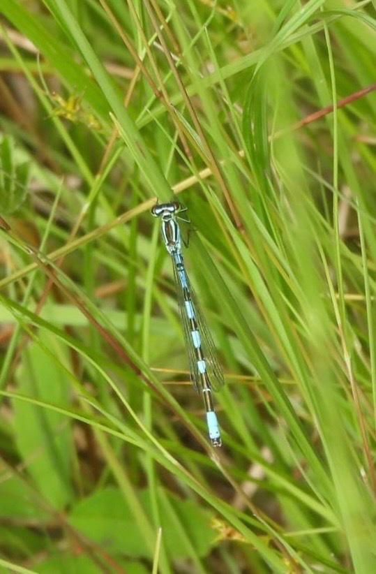 RSUTTON1975's tweet photo. Successful Scottish trip recently with 3 targets found- Azure Hawker, Northern Emerald and Northern Damselfly a few other commoner Odonata also seen. https://t.co/dFkLSOecKA