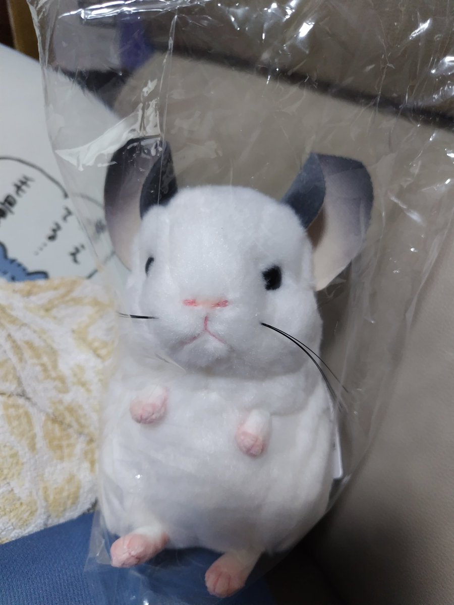 saoco0516's tweet photo. 吉徳さんからチンチラのぬいぐるみ届いた(#^^#)かわいいーーー https://t.co/E92jkPf5Li