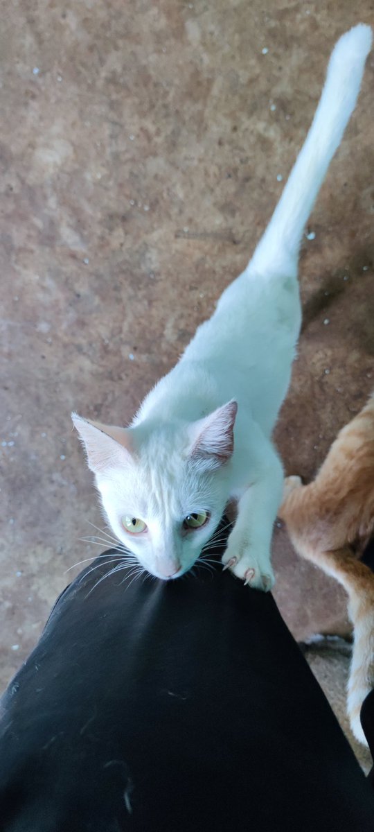 ️️Bilal Zainal tweet media