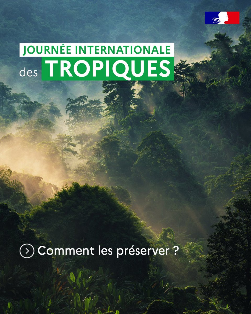 Les #tropiques sont le foyer de plus de la moitié des espèces terrestres et marines
Comment contribuer à leur préservation ?
🍃 Évitons les produits contribuant à la déforestation
♻️ Favorisons des modes de vie éco-responsables
🌴 Partageons l'importance des écosystèmes tropicaux