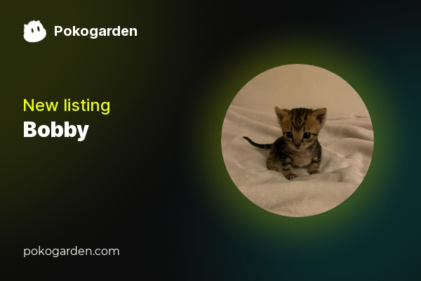 ⚡️ PokoGarden new listing

Bobby - $BOBBY

48yNDqabAvGNfnkhadsV1MAvtp44fFDdHBRBdFhvpump

pokogarden.com/token/bobby

<a href="/bobbycatonsol/">Bobby</a>

$POKO $BOBBY