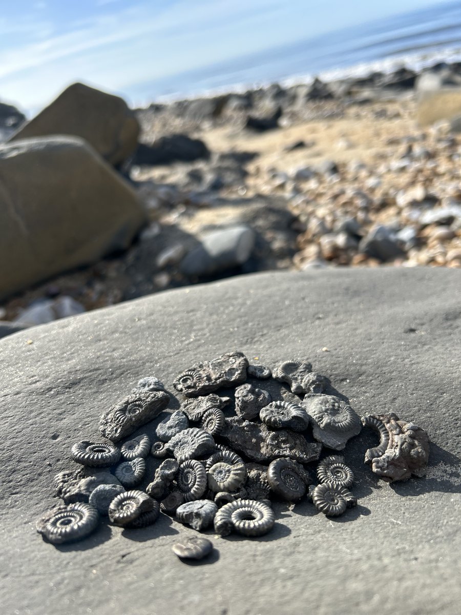 DarrellWakelam's tweet photo. The body clock got me up 'work-time early' today so it was off to Charmouth beach . . . to "hold infinity in the palm of my hand" https://t.co/FAJTBhXGr2