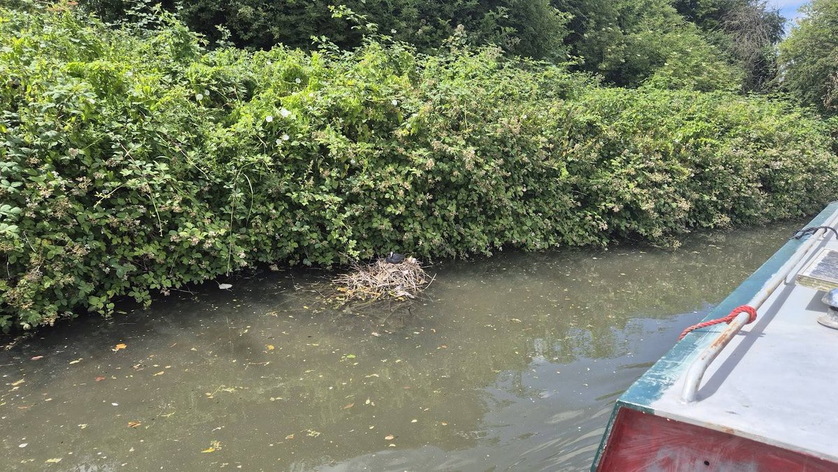 friendsOfGUC's tweet photo. Great trip from Willowtree to Perivale! Towpaths are spotless thanks to our awesome volunteers. Birds' nests are more twig-based—less rubbish floating around! Spring churn is minimal this year too. Big thanks to everyone helping keep our canals clean!#CleanCanals #CommunityEffort https://t.co/qhTHEzkcZM