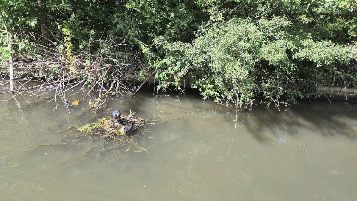 friendsOfGUC's tweet photo. Great trip from Willowtree to Perivale! Towpaths are spotless thanks to our awesome volunteers. Birds' nests are more twig-based—less rubbish floating around! Spring churn is minimal this year too. Big thanks to everyone helping keep our canals clean!#CleanCanals #CommunityEffort https://t.co/qhTHEzkcZM