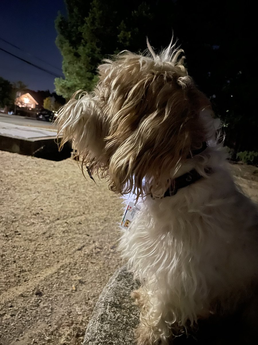 I got dirty on our midnight walk 😬