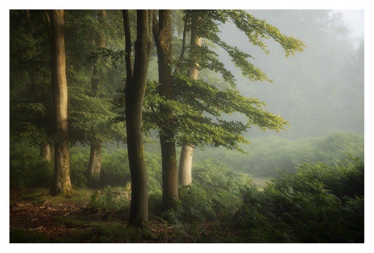 The greens are deepening in the Forest now, Spring has gone and High Summer is approaching…

#NewForest