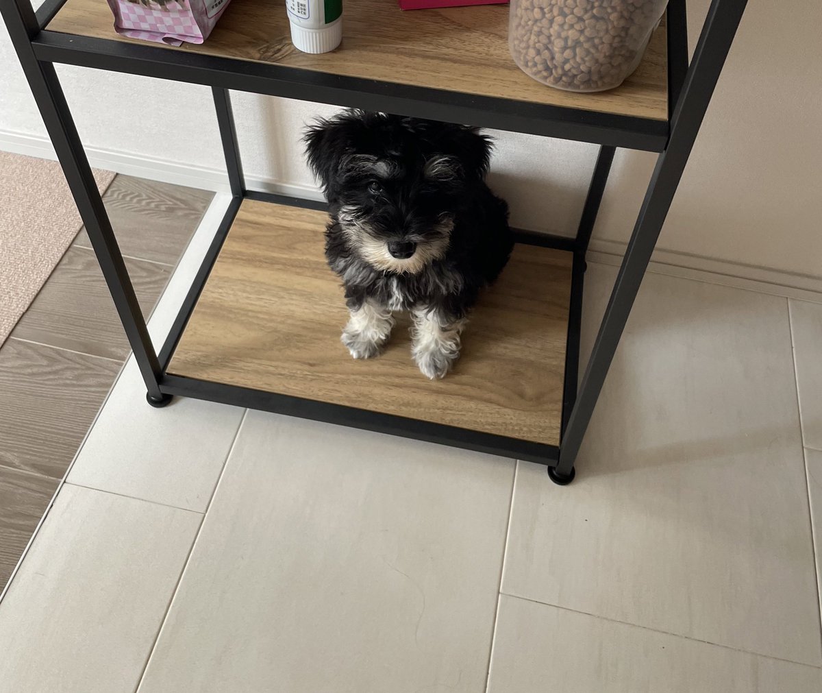 ごはん待ち🐶