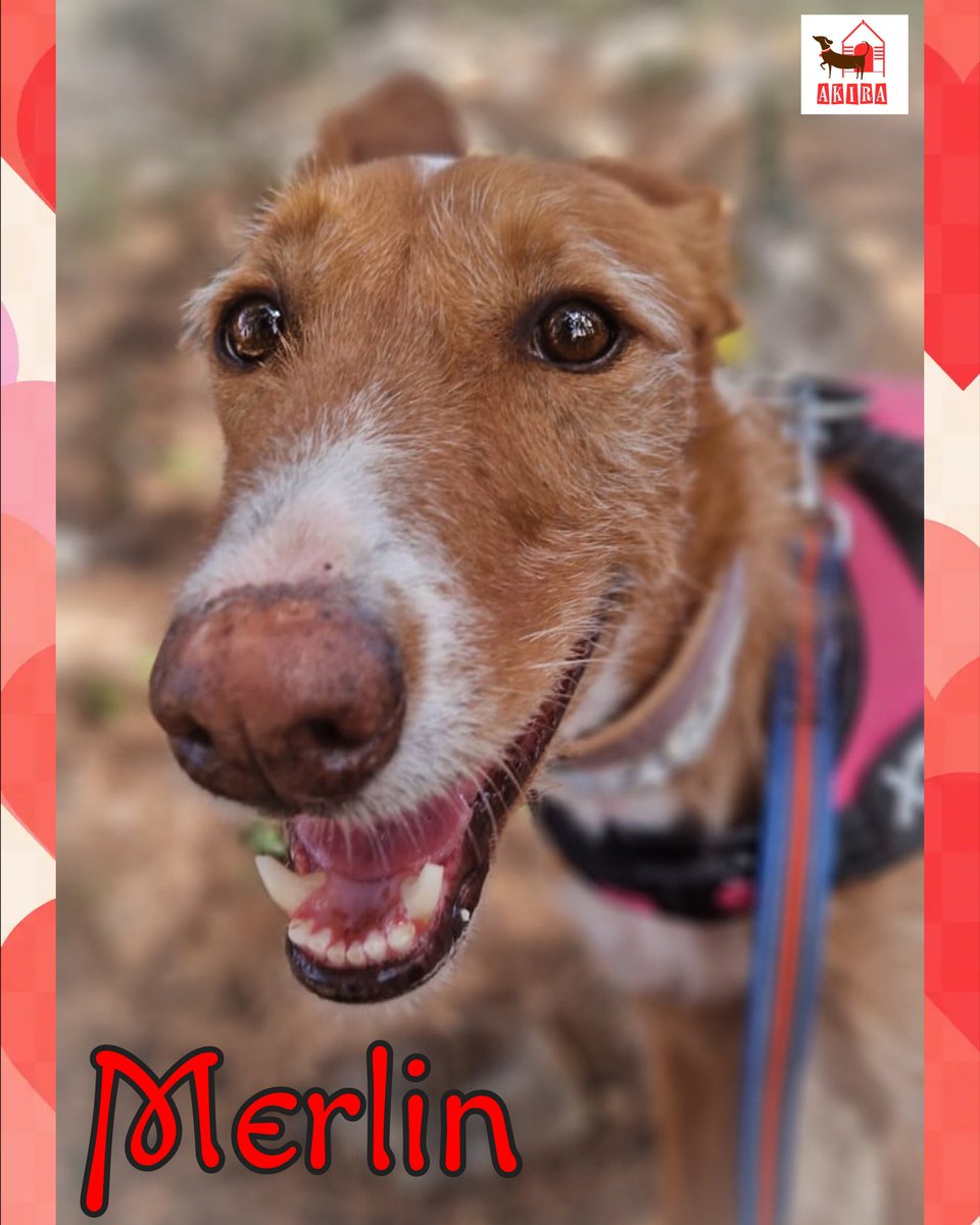 Merlin is still waiting hebhas been waiting so many years ans he is a very sweet boy when you take thr time to gain his trust and overcome his shyness.  Someone out there must be able to give him a chance. #forgottensoulshour #teamzay #rehomehour <a href="/LisaClareRead2/">Lisa Clare Read 💙</a> <a href="/MillieOTLFP/">Millie🐾🌈#oneforallandallformillie 🐾🌈</a>