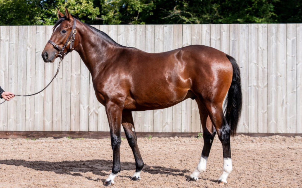 Tweenhills's tweet photo. A nice Tweenhills-raised double yesterday

Siege Of Troy, a half sister to Middle Earth and Buckaroo wins impressively at @curraghrace yesterday (📸 as a foal)

New Century (Kameko) breaks his maiden easily at @DoncasterRaces (📸as a yearling) 

Congratulations to all connections https://t.co/upko2WkmUc