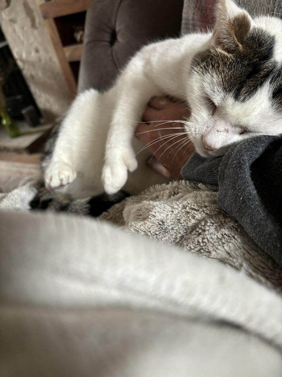 twochonks's tweet photo. It’s a hard life being a #cat https://t.co/yRrx3PkqDx