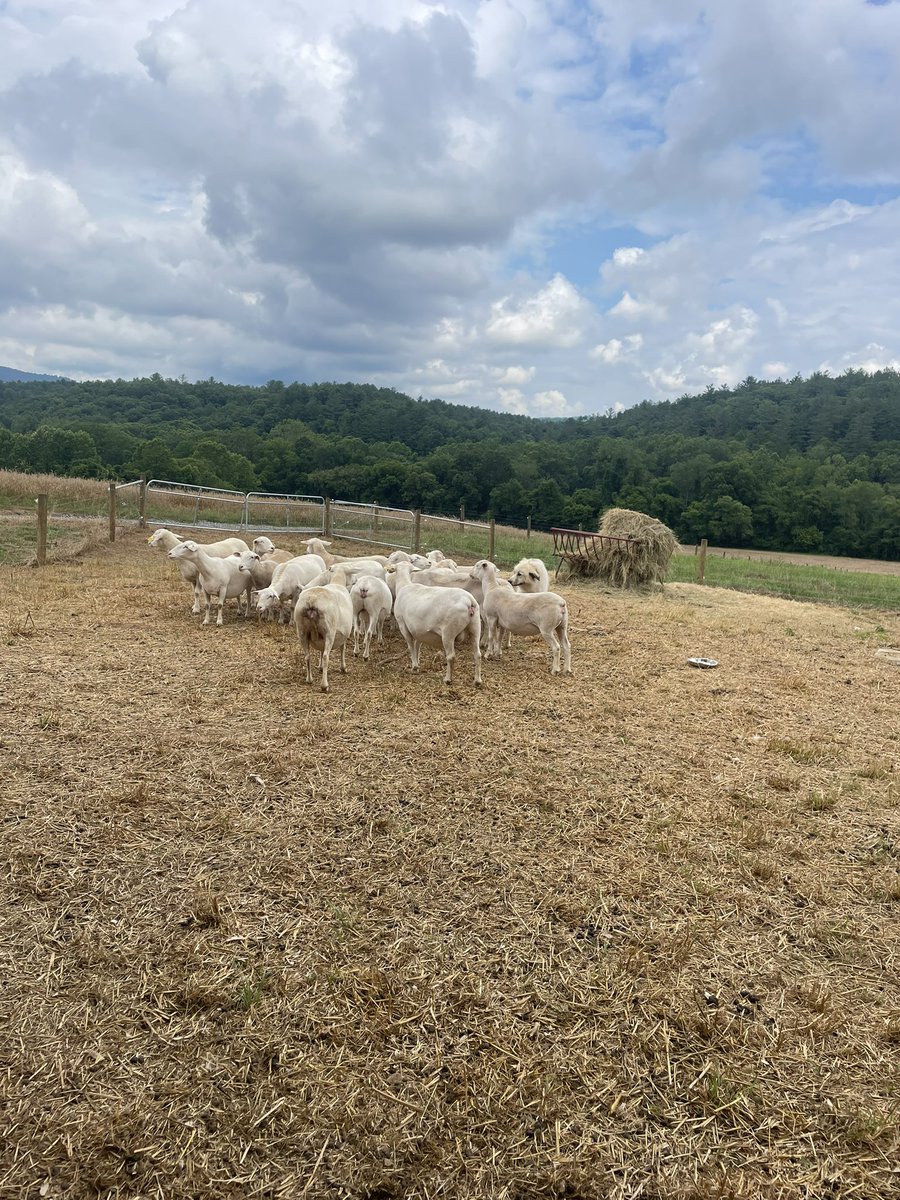 MiloYields's tweet image. The Biltmore Asheville North Carolina