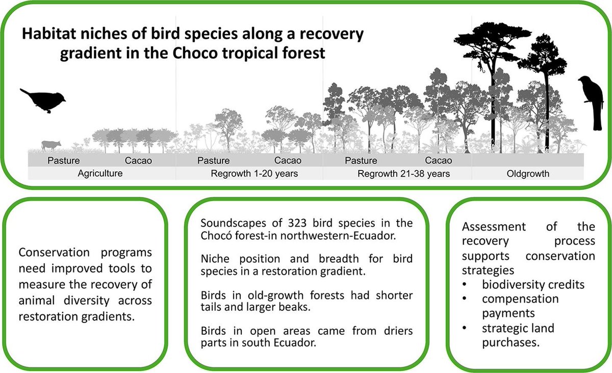 ... and here with a nice summary graphic, showing why #rainforest #birds don't come easy 🌱🦜🎶🎵🌴🐦‍⬛
