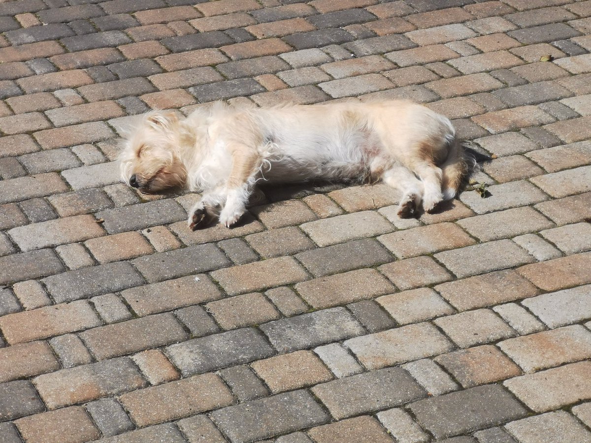 KattaTheLemur's tweet image. He chillin&apos; 🤣
#DogContent