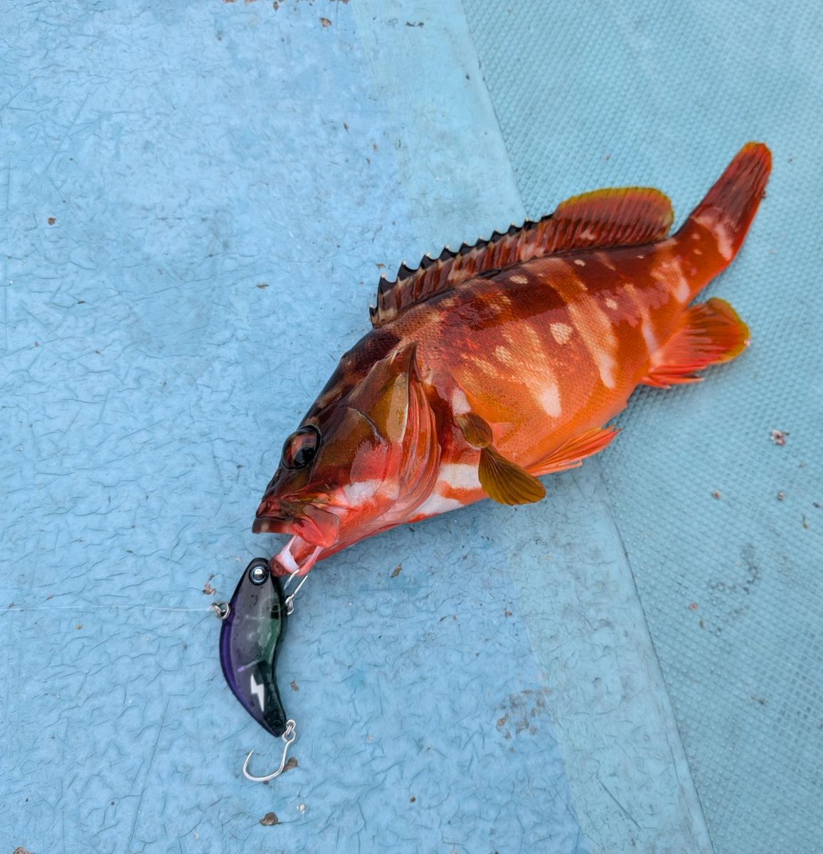 fishyuta927's tweet image. 久しぶりに🎣
 #DIVISER
 #DIVISEVIBRATION70
 #ロックフィッシュ