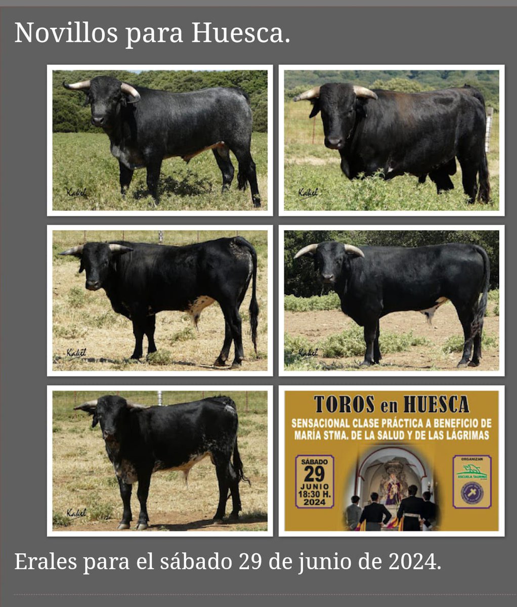 Novillos para hoy en Huesca. Clase pracfica para los alumnos de la Escuela <a href="/ptaurinaoscense/">Peña Taurina Oscense</a> Os esperamos a las 18,30.