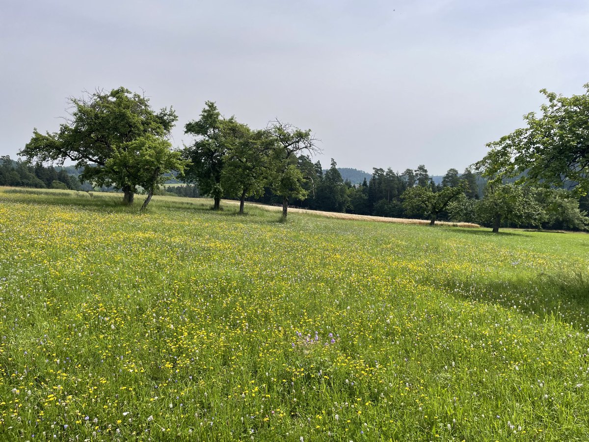 Bin auf dem Streuobstwiesen unterwegs. Es blüht und summt auf jedem Quadratmeter.
#Naturschutz #Streuobst #Artenschutz