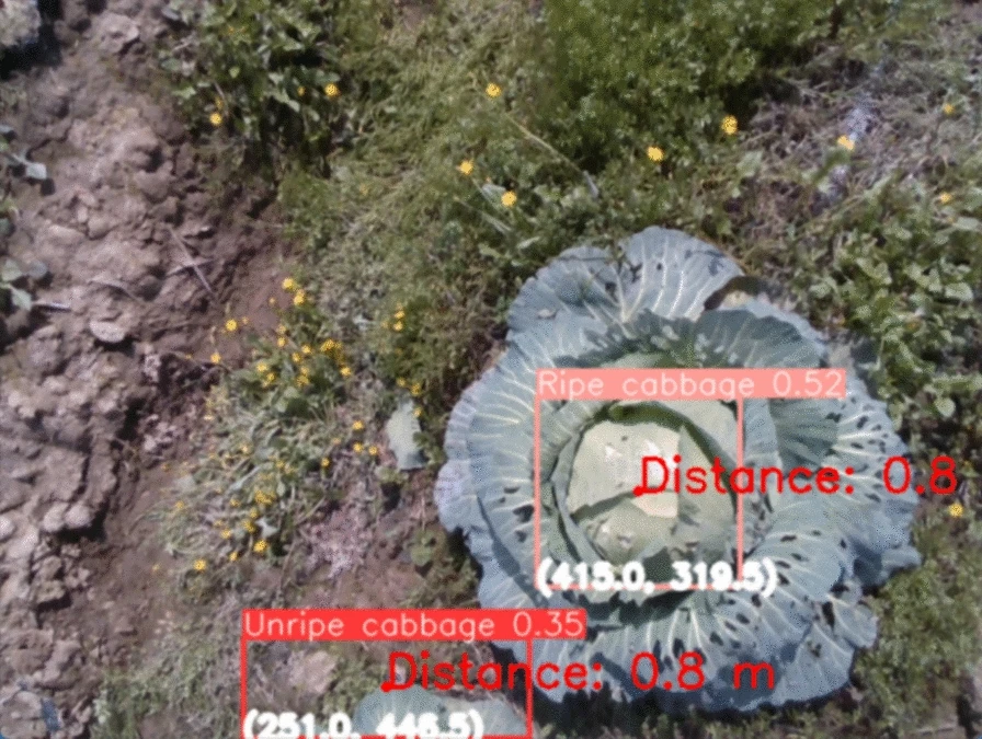 PlantMethods's tweet image. Field cabbage detection and positioning system based on improved YOLOv8n

Full text:
tinyurl.com/ywpvbmdw

#Agriculture #SwinTransformer #PlantTechnology