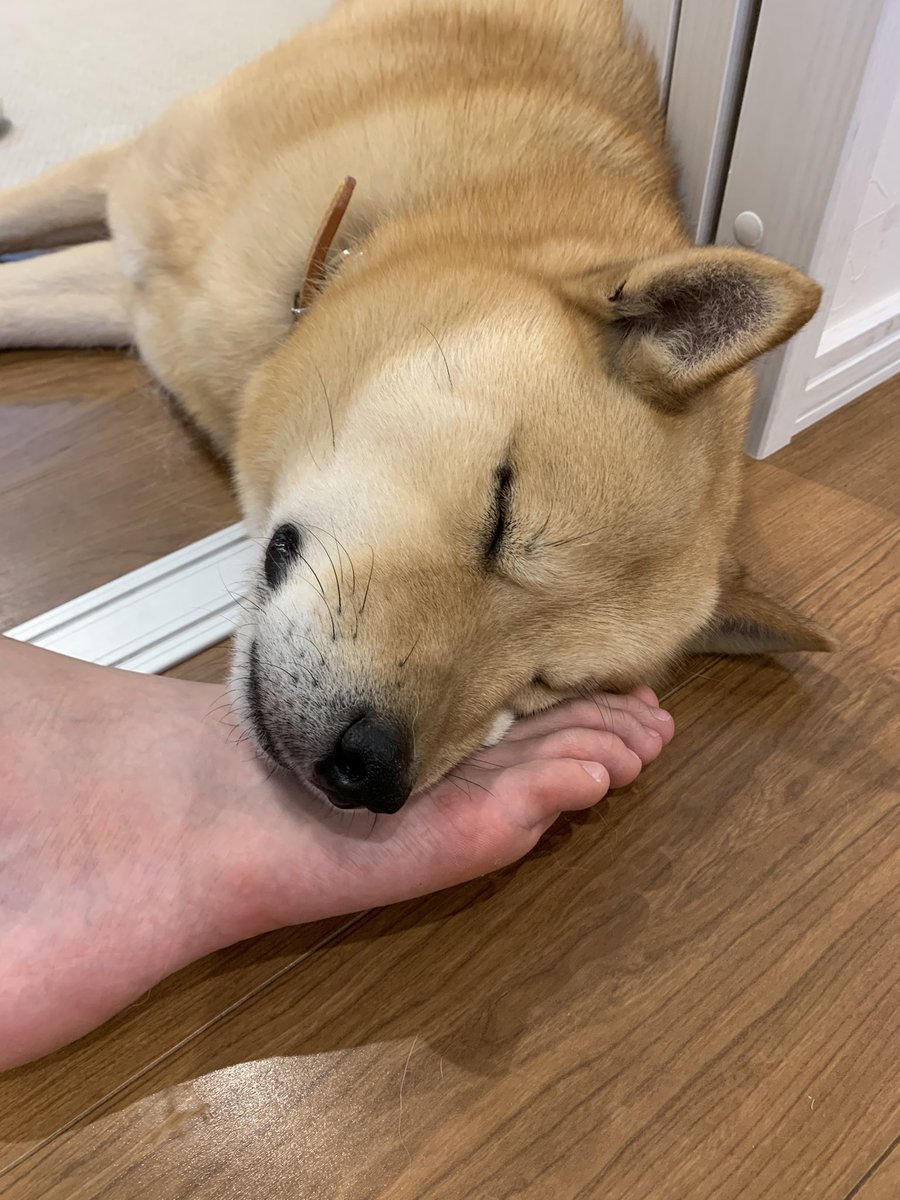 ainuken_ryu's tweet photo. もんのすごい臭いはずなのに。 https://t.co/kegVp4ALZW