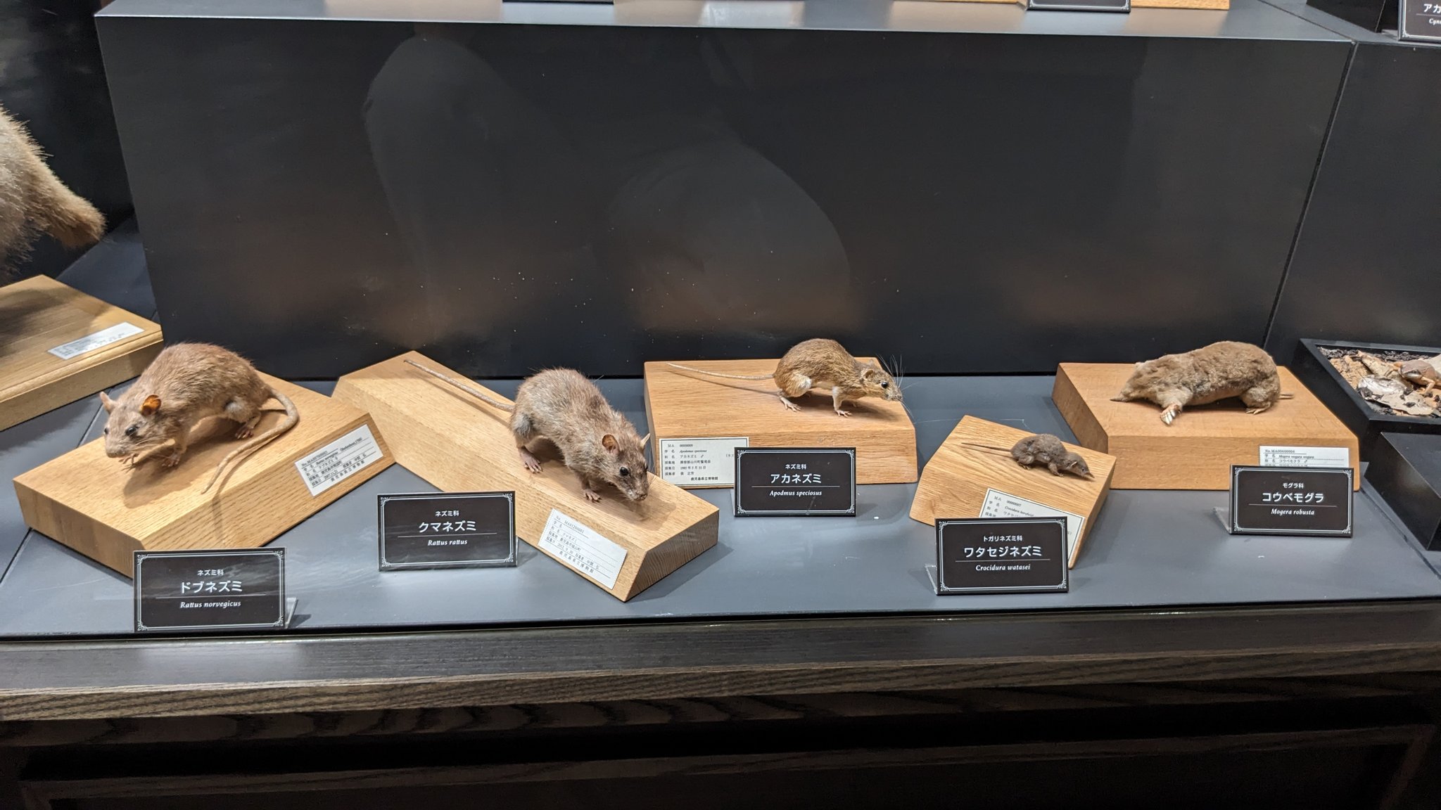 一家ネズミ レバー式散水ノズル ブルー| 製品情報 | 浅香工業株式会社