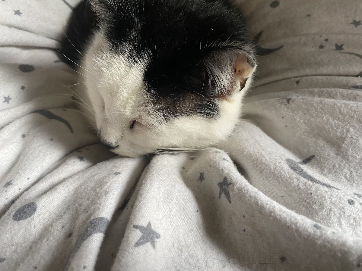 My beautiful little fluff crossed the rainbow bridge today my heart is broken