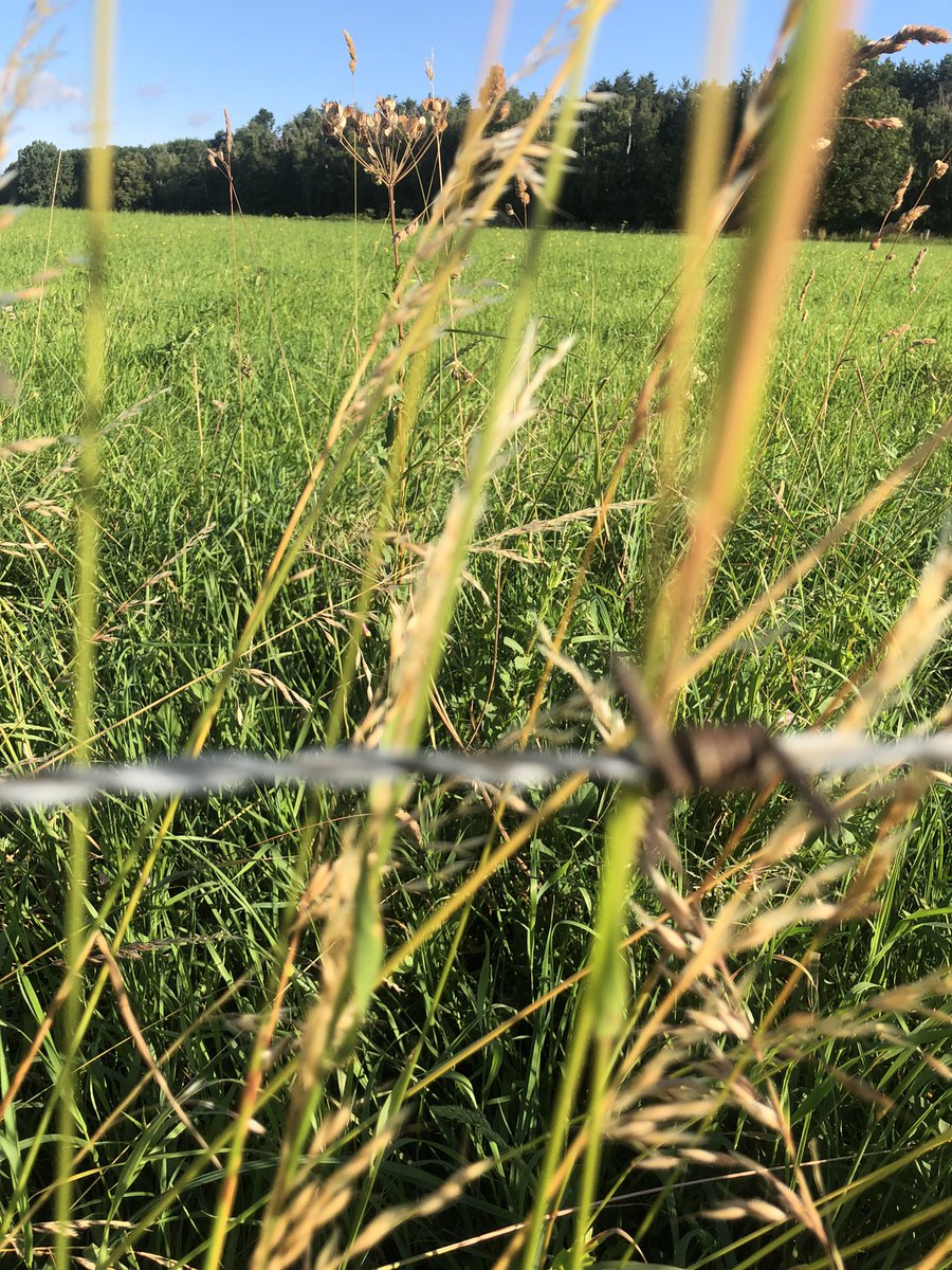 Tacitussi's tweet photo. Good Morning … today I take it easy. Maybe a stroll into town. Enjoy the summer. And I have an illustration in the pipeline …
Public viewing at the Schillplatz in Nippes or Altenberger Hof. We’ll see. Happy Saturday!
#em
#thesmallthingsinlife
#saturdayhang
#partypeople https://t.co/sRbMI0SjhS