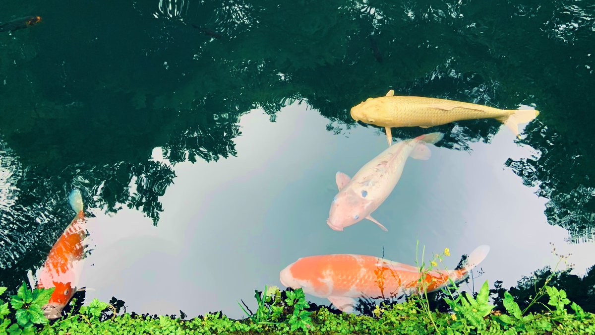 转发本条锦鲤，
你的timeline上就会出现锦鲤。